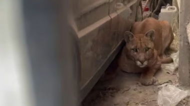 Una mujer fue al garaje de su casa y encontró “un lindo gatito”: había un puma