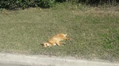 Preocupación e indignación en Sierra Chica por envenenamiento masivo de perros