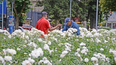 El Municipio realizará la tradicional jornada de poda de rosas anual en la Plaza Central