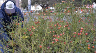Este jueves inicia la jornada de poda de rosas anual en la Plaza Central de la ciudad