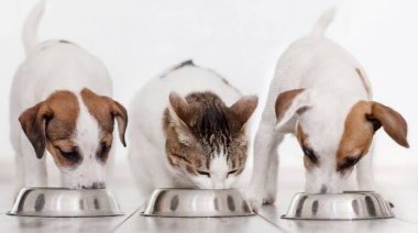 Cuenta DNI suma un beneficio: Reintegro del 40% con tope semanal de $10.000 en veterinarias y pet shops