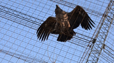 El Bioparque Municipal se consolida en el Proyecto de Conservación del Cóndor Andino