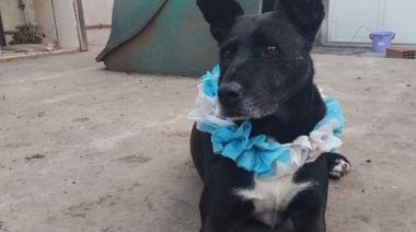 Adopción Responsable de Animales: Hannie y Bahiana, una historia de amor