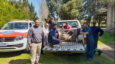 Personal del Municipio de Olavarría capturó un puma en el sector de las avenidas Avellaneda y Formosa