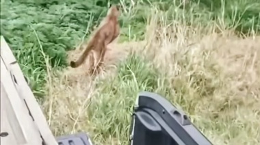 El Municipio de Olavarría informa que fue restituido en su hábitat el puma capturado días atrás
