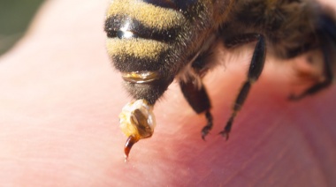 Un hombre murió tras ser picado por 150 abejas