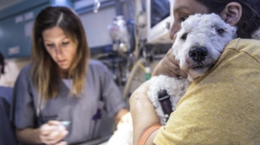 El 76% de los veterinarios sufrieron algún tipo de violencia en su trabajo