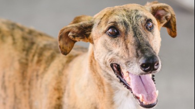 Anastasia protagoniza de una nueva edición de la Campaña de Adopciones del Municipio