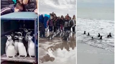 Emotiva “suelta de pingüinos” rescatados y rehabilitados en la costa bonaerense