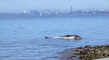 Encuentran una ballena muerta en las costas de Vicente López