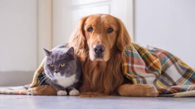 Cómo proteger a perros y gatos de las bajas temperaturas