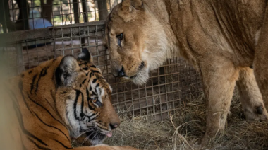 Zoológico de Luján: una misión internacional busca salvar a más de 60 animales