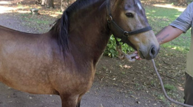 Personal de Protección Ciudadana intervino ante un caballo suelto frente al ex Colegio Nacional