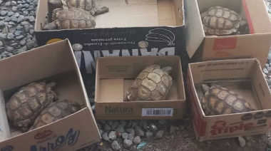 La Policía Federal descubrió en una vivienda de Olavarría una red de venta ilegal de animales