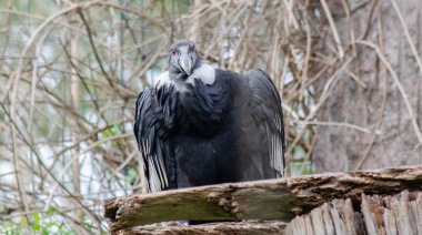 El cóndor andino Wamani inició su camino hacia la liberación