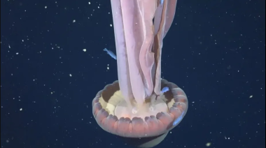 Mar Argentino: captan imágenes de una medusa que puede superar los 10 metros de largo