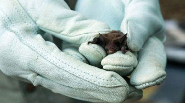 Operativo de bloqueo antirrábico