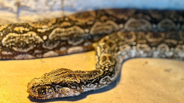 La Máxima entregó una Boa Lampalagua a la Fundación Temaikén