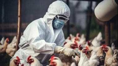 Influenza aviar: detectan un nuevo caso en un establecimiento avícola bonaerense