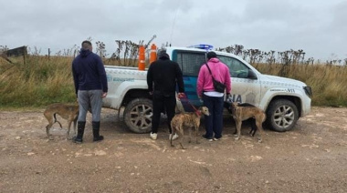 Tres hombres infraccionados por cazar con galgos en Loma Negra