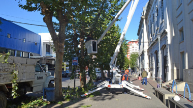Se iniciarán trabajos de poda en la Plaza Coronel Olavarría