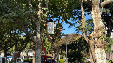 Se inició con la poda en la plaza central “Coronel Olavarría” por razones de salubridad