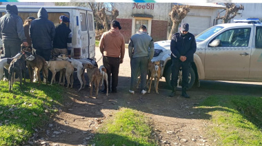Detectaron a seis hombres cazando con 16 galgos en un campo de Olavarría