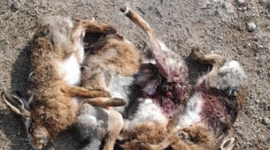 Cuatro hombres fueron infraccionados por cazar con galgos en un campo de Loma Negra