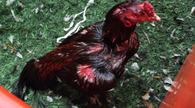 Brandsen: rescataron 111 gallos de riña de un boliche y detuvieron a 27 personas