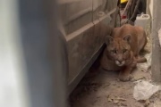 Una mujer fue al garaje de su casa y encontró “un lindo gatito”: había un puma