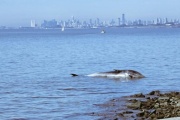 Encuentran una ballena muerta en las costas de Vicente López