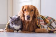 Cómo proteger a perros y gatos de las bajas temperaturas
