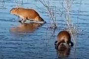 La tierna postal que dejó la ola de frío: dos carpinchos caminan sobre el agua congelada en Iberá