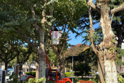 Se inició con la poda en la plaza central “Coronel Olavarría” por razones de salubridad