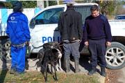 Infraccionaron a dos hombres por cazar con galgos en un campo rural de Espigas