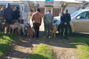 Detectaron a seis hombres cazando con 16 galgos en un campo de Olavarría