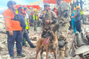 Bart, el perro argentino que ayudó a rescatar a dos menores de entre los escombros en Venezuela