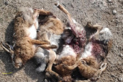 Cuatro hombres fueron infraccionados por cazar con galgos en un campo de Loma Negra